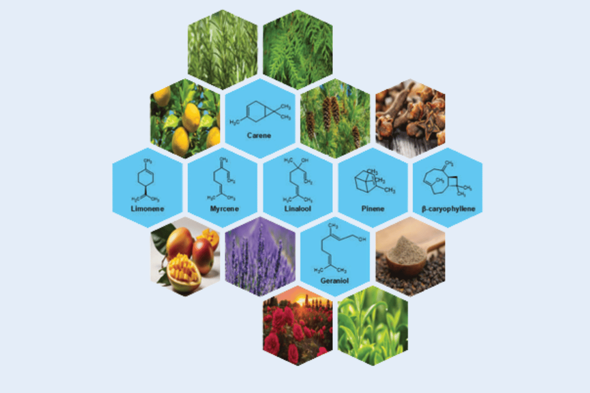 Structure Validation: Automated MRR Library Building for Confident Molecular Identification Application Note Plants